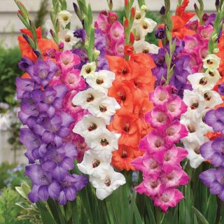 Glamini Border Mix Gladiolus Thumbnail